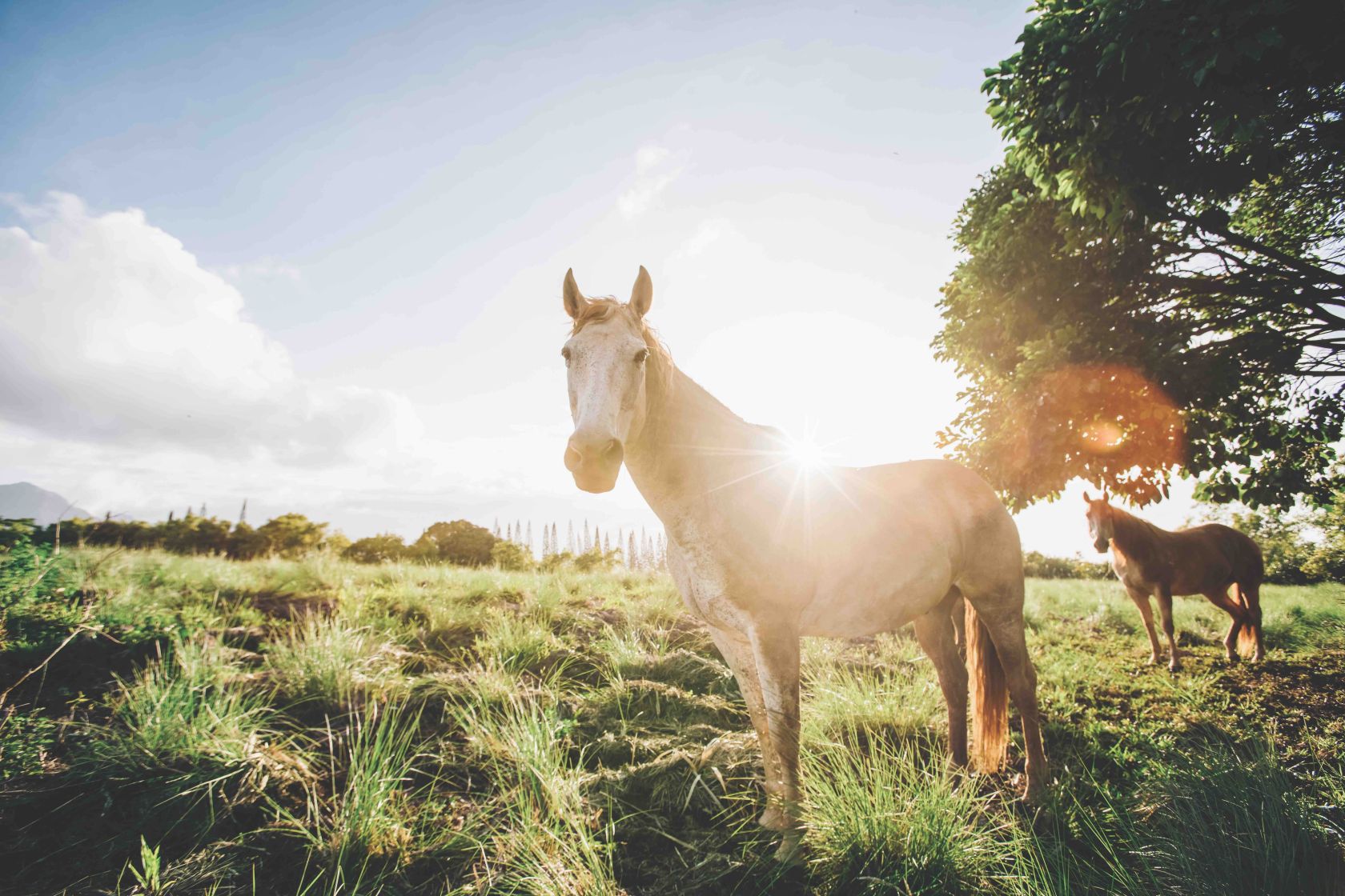 North Shore Preserve Horse Edit copy